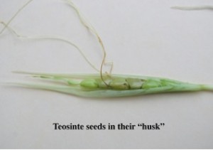 teosinte_husk