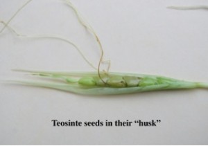 teosinte_husk