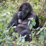 cryptozoology-mountain-gorilla