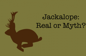 The Jackalope: Real, or Mythological Creature?